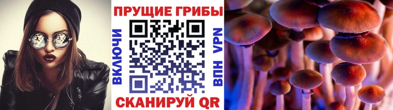 Галлюциногенные грибы Psilocybe  продажа наркотиков  Альметьевск 